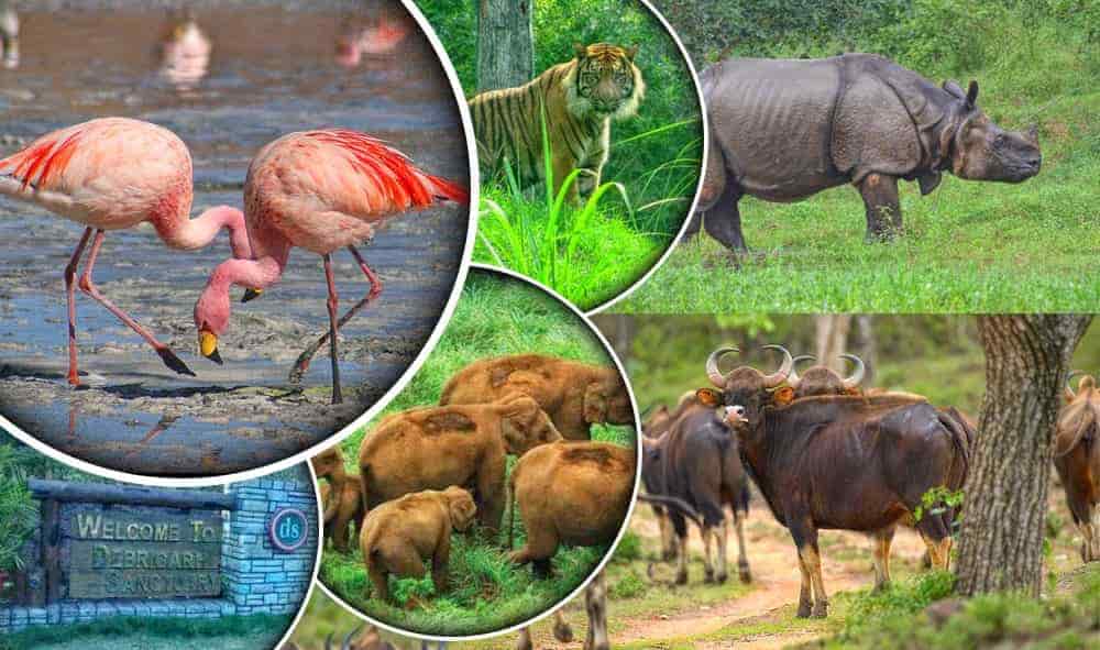 Wildlife Tour Packages of Odisha